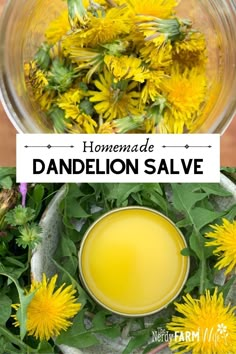 Dandelion Salve, Medical Plants, Dandelion Flowers, Herbal Salves