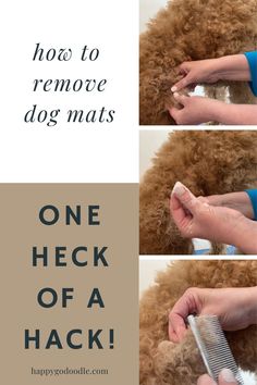 Title: How to Remove Dog Mats One Heck of a Hack and 3 images of a dog groomer's hand with cornstarch and a dog comb Diy Mat, Shih Tzu Grooming