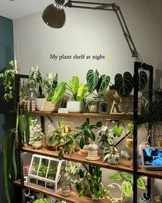 a room filled with lots of green plants and potted plants on top of shelves