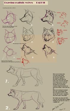 an app showing how to draw wolfs