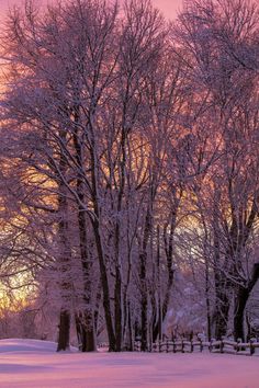 the trees are covered in snow as the sun sets behind them and it is pink