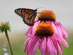 a butterfly sitting on top of a pink flower