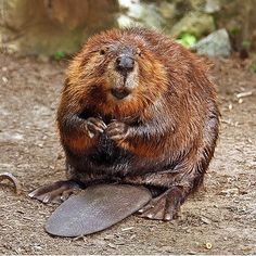 a beaver is sitting on the ground with its paw in his mouth and looking up