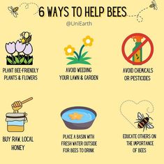 the six ways to help bees in their natural habitat, including honey and other things