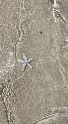 a starfish is laying on the sand at the edge of the water's edge