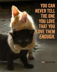 a black and white cat with an orange kitten's head on top of the caption that says, you can never tell the one you love that you love loves them enough