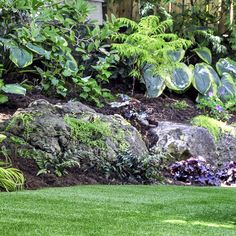 a garden with lots of green plants and rocks