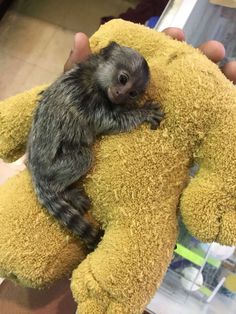 a small monkey is sitting on top of a teddy bear that's held in someone's hand