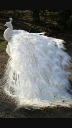 a large white bird with long feathers on it's back and tail, standing in the dirt