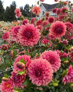 many pink flowers are growing in the garden