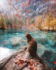 a cat sitting on top of a rock next to a river surrounded by trees and leaves