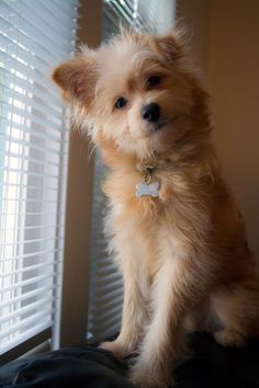 a small brown dog sitting on top of a bed next to a window covered in blinds