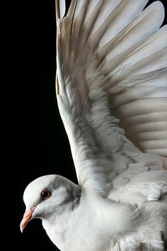 a white bird with its wings spread out