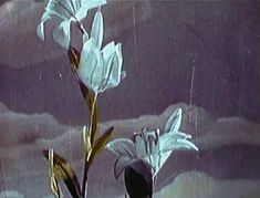 two white flowers in a vase with water droplets on it's surface, against a cloudy sky