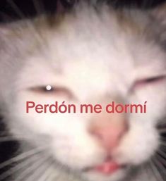 a close up of a cat with the words perdon me dormi on it