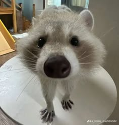 a close up of a small animal on a table