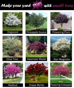 many different types of trees with names