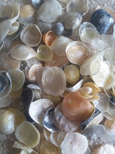 several different types of seashells on the ground