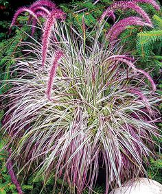 purple and white plant in the middle of green plants