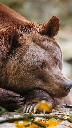 a large brown bear laying on top of a forest floor next to yellow and orange flowers