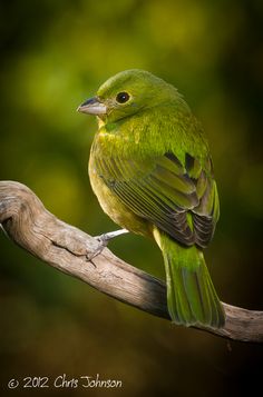 a green bird sitting on top of a wooden branch