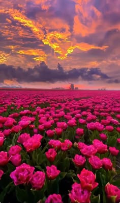 a large field full of pink flowers under a cloudy sky with the sun setting in the distance