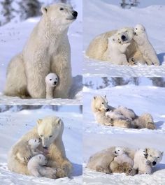 four polar bears playing in the snow with their babies and one laying on it's back