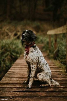 a black and white dog sitting on top of a wooden bridge