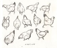 a bunch of birds that are drawn in pencil