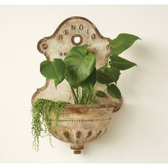 a potted plant sitting on top of a wall mounted plaque with the words renoo above it