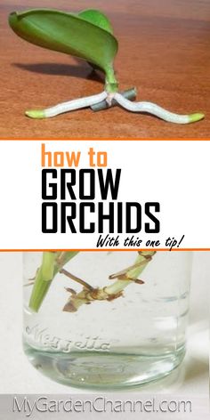 Growing Orchids How To Grow Orchids, Grow Orchids, Orchid Seeds