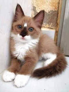 a brown and white kitten sitting on top of a floor next to a door with caption that reads, kaffee nit milch