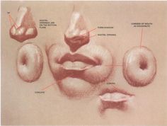 an image of a diagram of different parts of the nose and mouth that are labeled