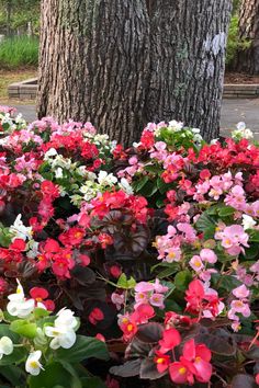 many different colored flowers in front of a tree