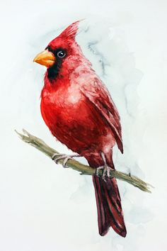 a painting of a red bird perched on a branch with watercolor paint effect in the background