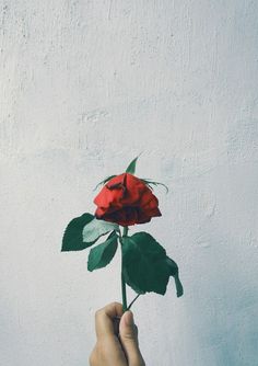 a hand holding a red rose against a white wall