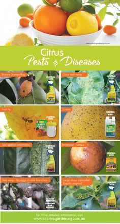 an advertisement for citrus pests and diseases