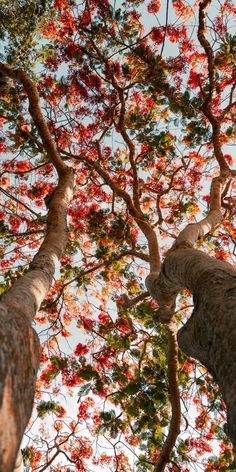 two giraffes standing next to each other in front of trees with red flowers