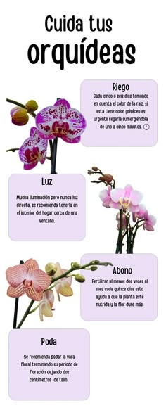 the different types of orchids in spanish