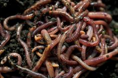 many worms are gathered together in the dirt