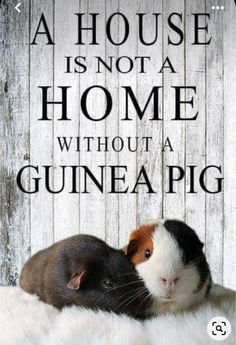 two small guinea pigs cuddle together in front of a sign that says, a house is not a home without a guinea pig