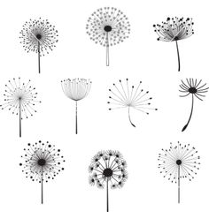 the dandelions are drawn in black and white, with dots on each side