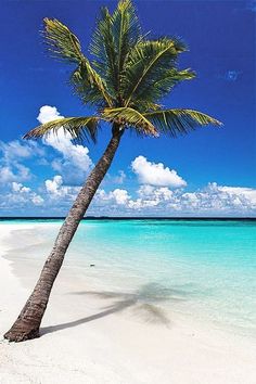 a palm tree on the beach with clear blue water