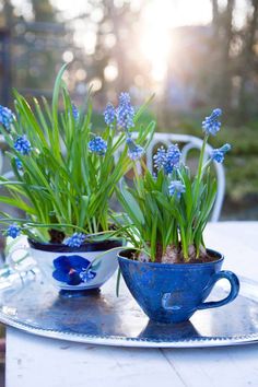 two blue cups with plants in them sitting on a table