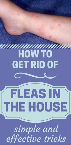 how to get rid of fleas in the house simple and effective tricks for bed bugs