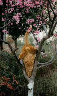 an orange cat climbing up the side of a tree with pink flowers on it's branches