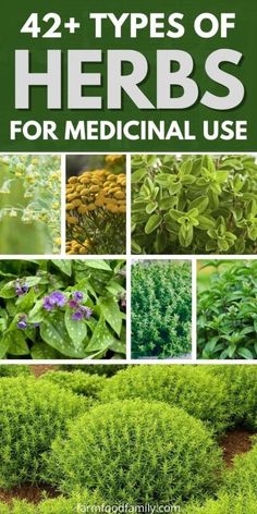 the cover of 42 types of herbs for medical use