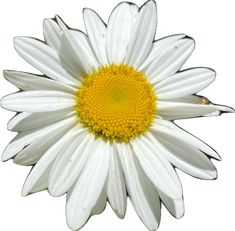 a white and yellow flower is shown against a white background, with the center part of it's petals visible