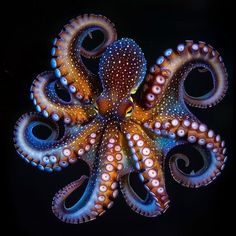 an octopus is shown in the dark