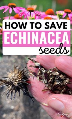 a hand holding a flower with the words how to save echinacea seeds